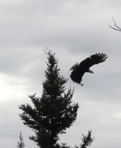Bald eagle in flight off tip opf spruce ely mn