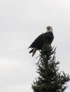 Bald eagle spruce 2015 ely